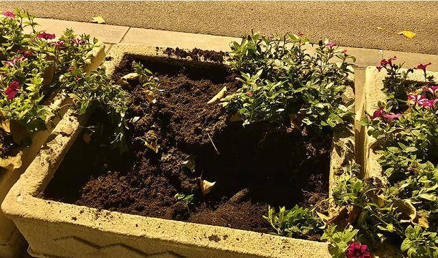 皇冠信用網会员账号_太过分了!大连中山路上皇冠信用網会员账号,四名女子全副武装偷盗景观花