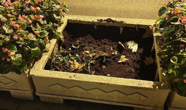 皇冠信用網会员账号_太过分了!大连中山路上皇冠信用網会员账号,四名女子全副武装偷盗景观花