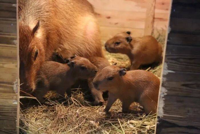 皇冠信用网平台
_出生1小时就能独立行走皇冠信用网平台
，济南动物园“果果”和“豚豚”的4只新生幼崽，周末和市民见面