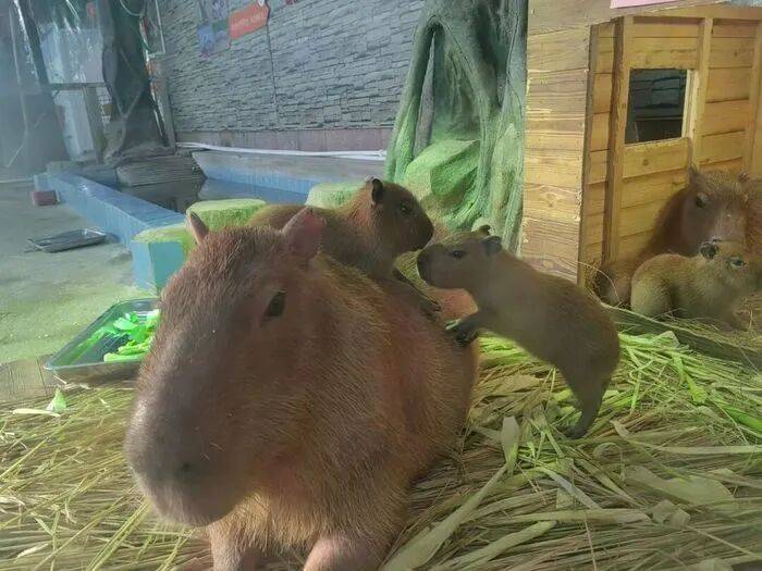 皇冠信用网平台
_出生1小时就能独立行走皇冠信用网平台
，济南动物园“果果”和“豚豚”的4只新生幼崽，周末和市民见面