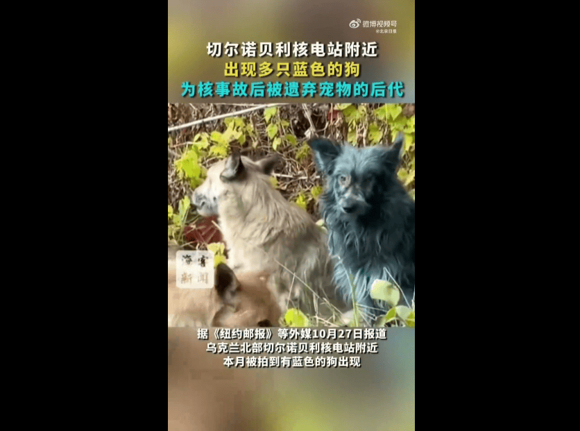 皇冠信用盘登2登3
_切尔诺贝利核电站附近出现蓝色的狗皇冠信用盘登2登3
，系核事故后的宠物后代，当地组织：正试图查明原因