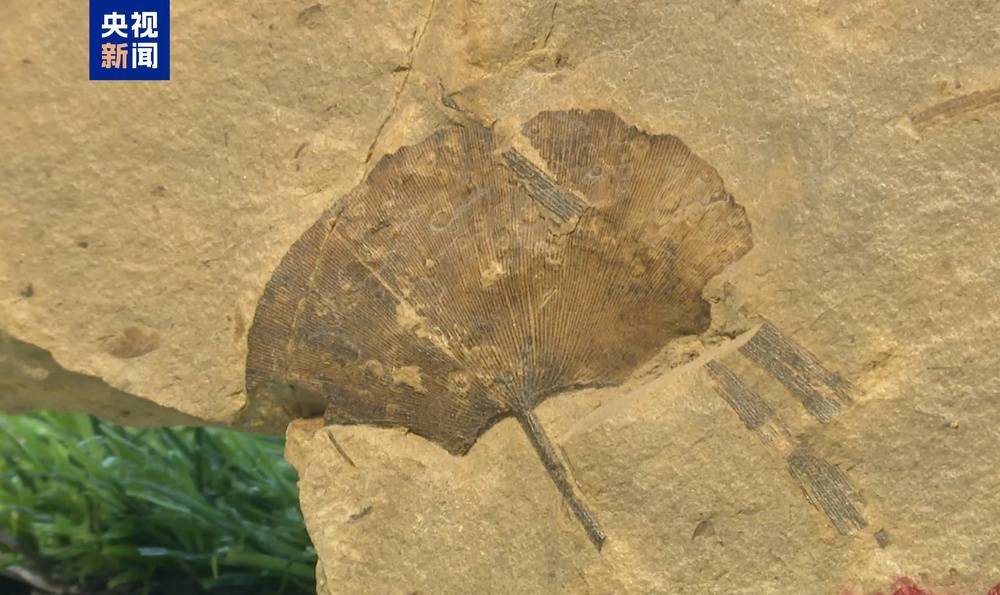 皇冠信用盘登123出租
_距今约2.8亿年皇冠信用盘登123出租
!山西阳泉矿区发现远古银杏化石