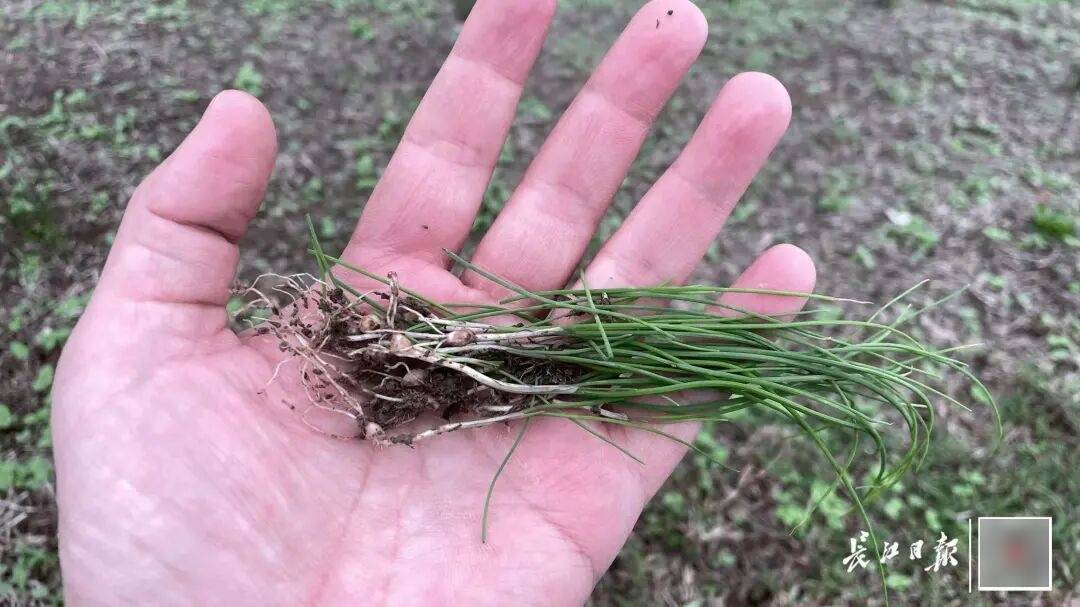 皇冠信用盘账号开通
_下雨也要挖皇冠信用盘账号开通
，有人跑遍武汉三镇！专家：不建议吃