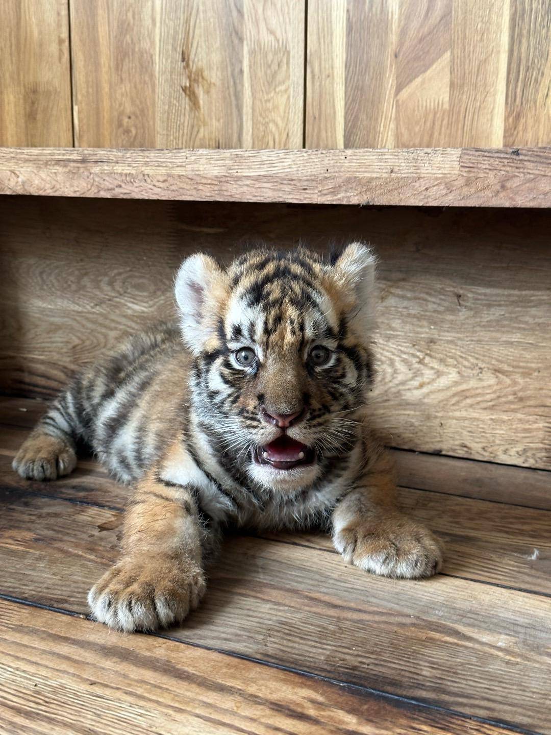皇冠信用盘开户
_女子花2000余元认养东北虎2年却被隐瞒死讯 当事人称园方未主动反馈情况皇冠信用盘开户
，认为死因存疑