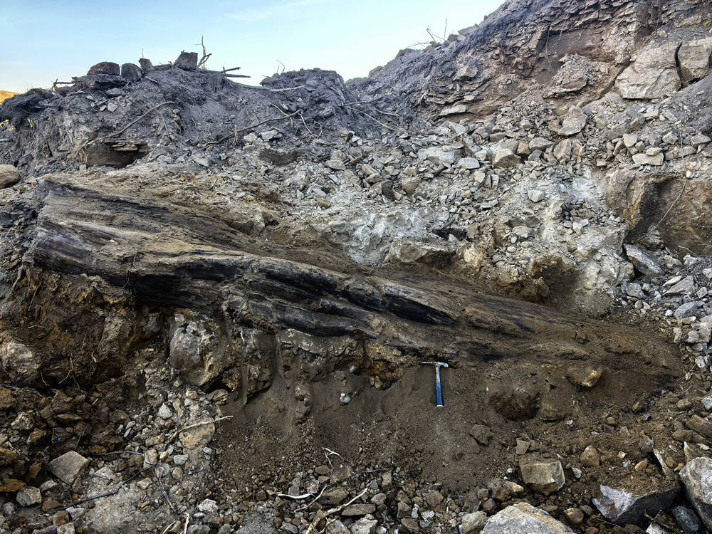 多明尼加共和国 vs 墨西哥
_山西省阳泉市太旧高速路改线工程现场发现国家一级重点保护木化石