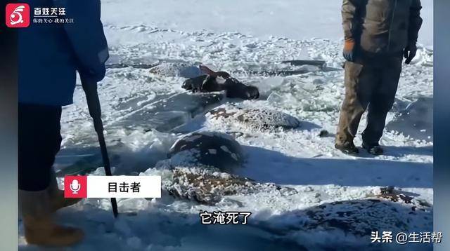 皇冠信用網如何注册
_黑龙江一水库冰面下发现13匹冰冻马皇冠信用網如何注册
,主人:马扎堆喝水坠落淹死,当天零下二三十度