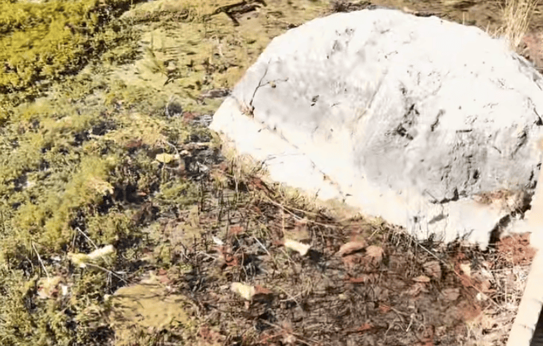 乌兹别克斯坦足球
_一游客在九寨沟乱扔玉米棒乌兹别克斯坦足球
，辩称“大自然的东西回大自然” 景区：明确禁止乱扔垃圾