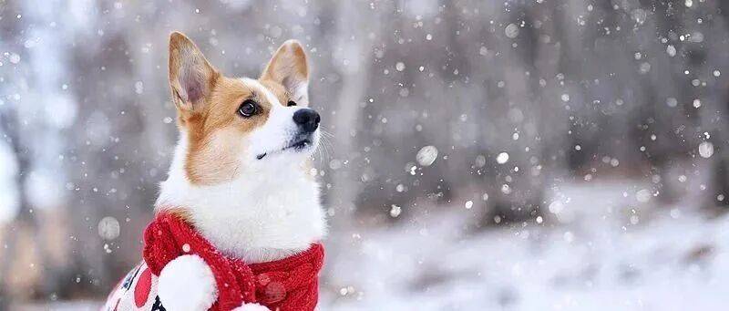 利安尼沙vs雷加利斯
_雪在路上了!北京今夜局地中雪利安尼沙vs雷加利斯
,降雪路线——