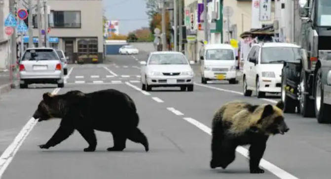 玻利维亚职业联赛杯
_日本半年多捕杀近万头熊 焚烧厂负责人:熊尸源源不断地被送进来玻利维亚职业联赛杯
,远超预期