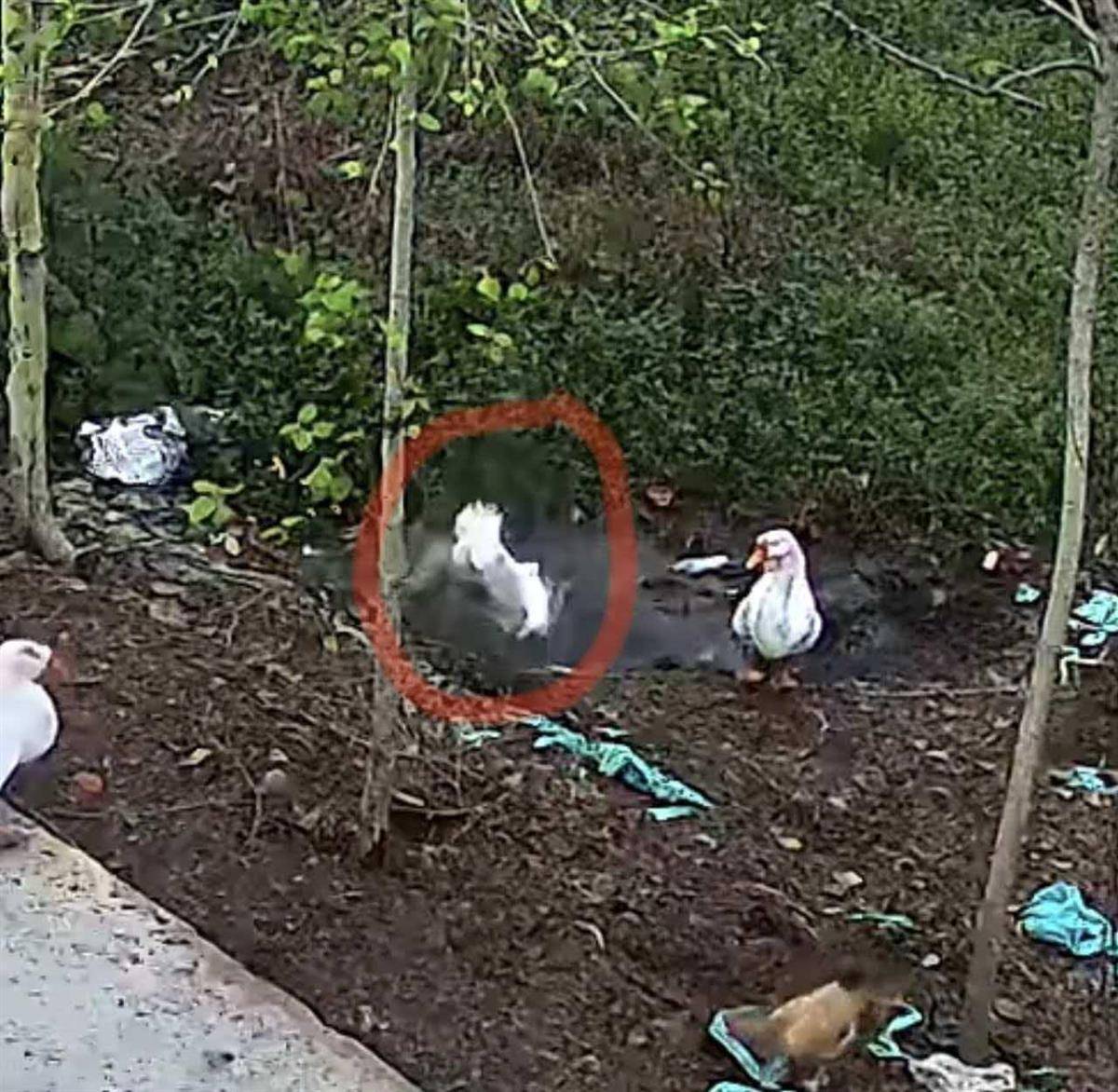 斯托克城vs西布朗
_大鹅主人抽水追凶最新进展来了:深刨半米淤泥啥也不见斯托克城vs西布朗
,或因厚草盖顶溺亡