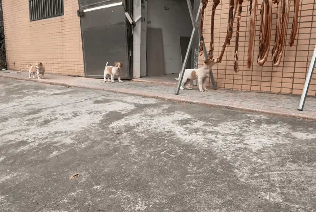 切尔西足球
_为防止小狗偷吃切尔西足球
,广东男子出动自家吊车半空晒腊肉:风大还干得快