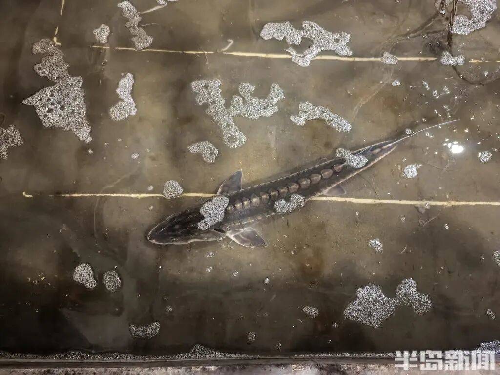 信用网如何申请_神奇!青岛渔民出海捕到一条怪鱼信用网如何申请,身价昂贵!