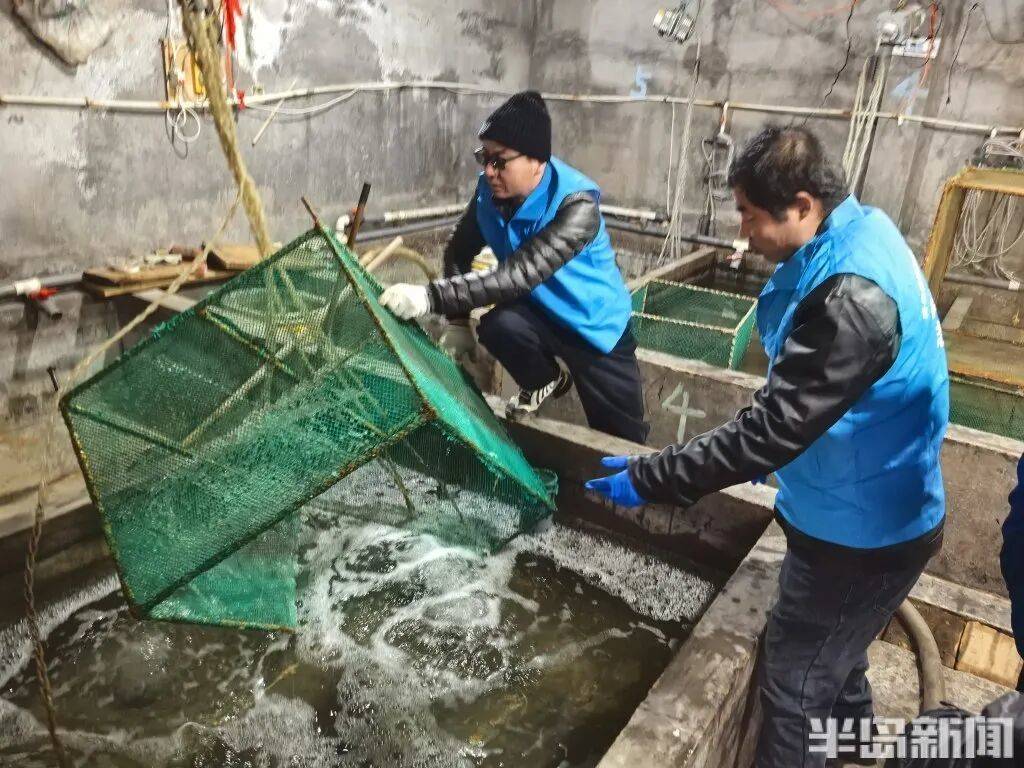 信用网如何申请_神奇!青岛渔民出海捕到一条怪鱼信用网如何申请,身价昂贵!