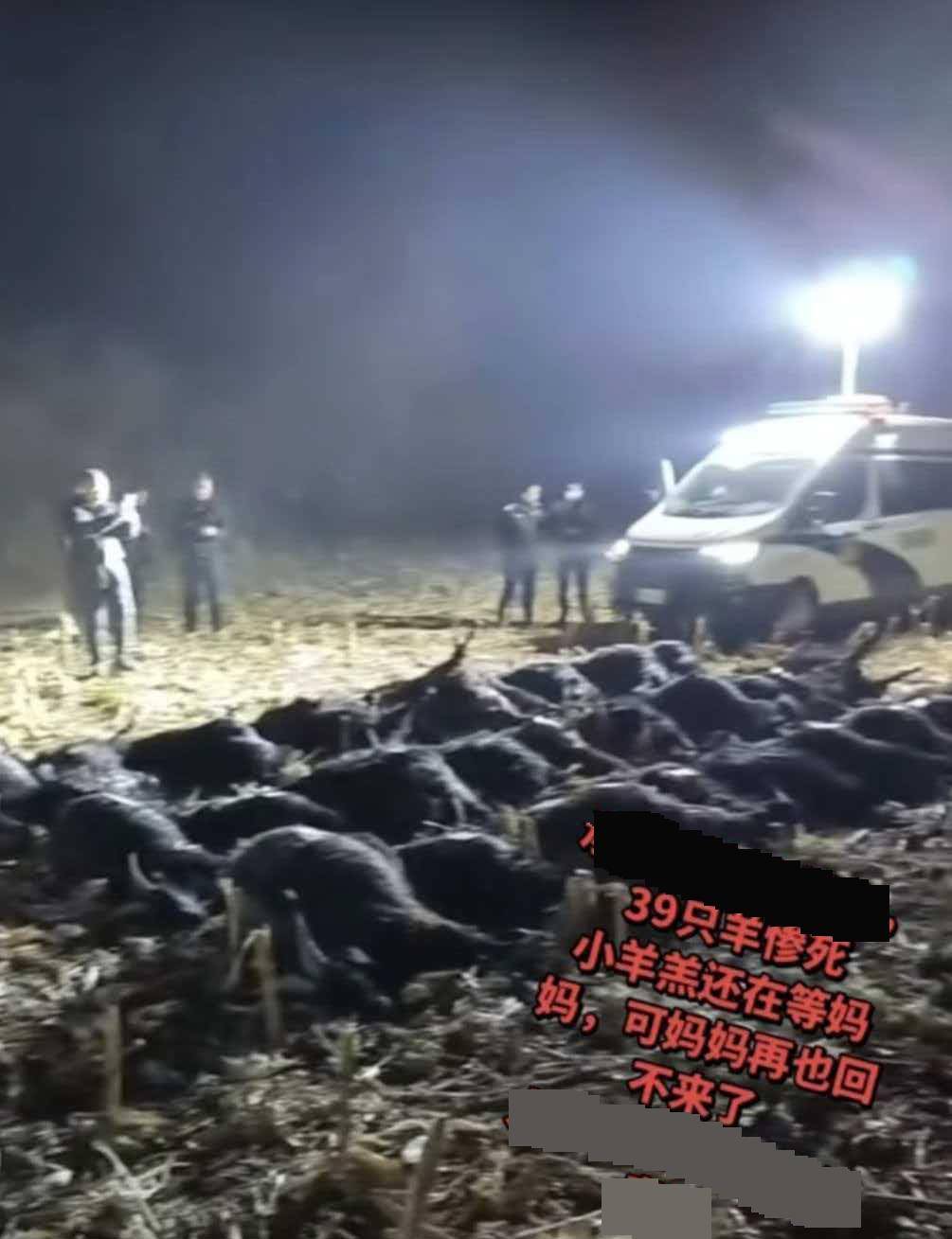 正版皇冠信用网注册_39只羊一夜惨死！农户家属：地里撒有剧毒农药正版皇冠信用网注册，至今未找到肇事者